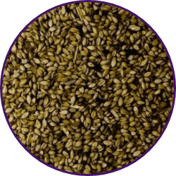 Imagem dos grãos do produto Brachiaria Brizantha cv. Marandú